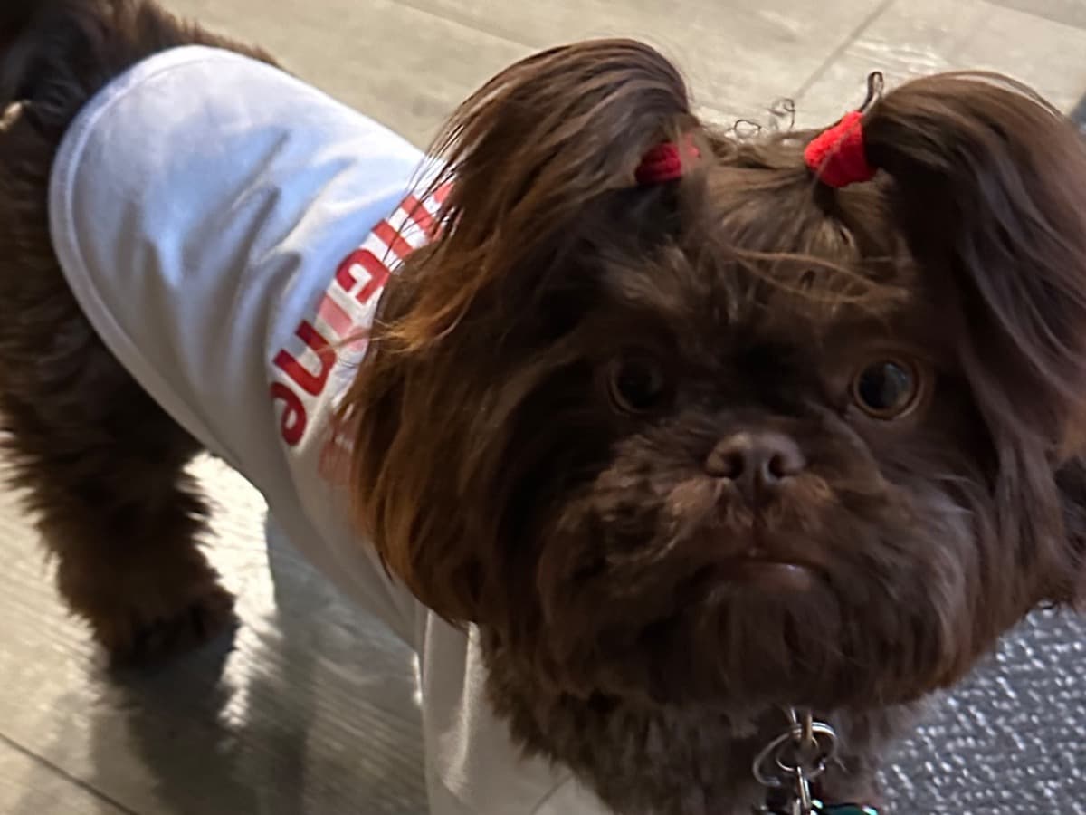 Shih Tzu 1 year old female small named Koko for breeding in Plano, Texas | Petmeetly