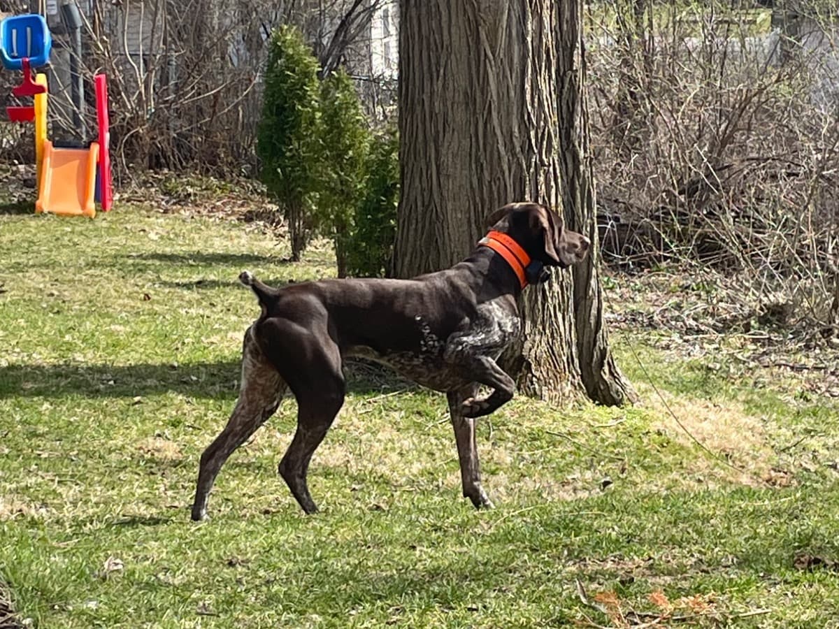 German Shorthaired Pointer 3 years 1 month old male large named Gunner for breeding in Burlington, Wisconsin | Petmeetly
