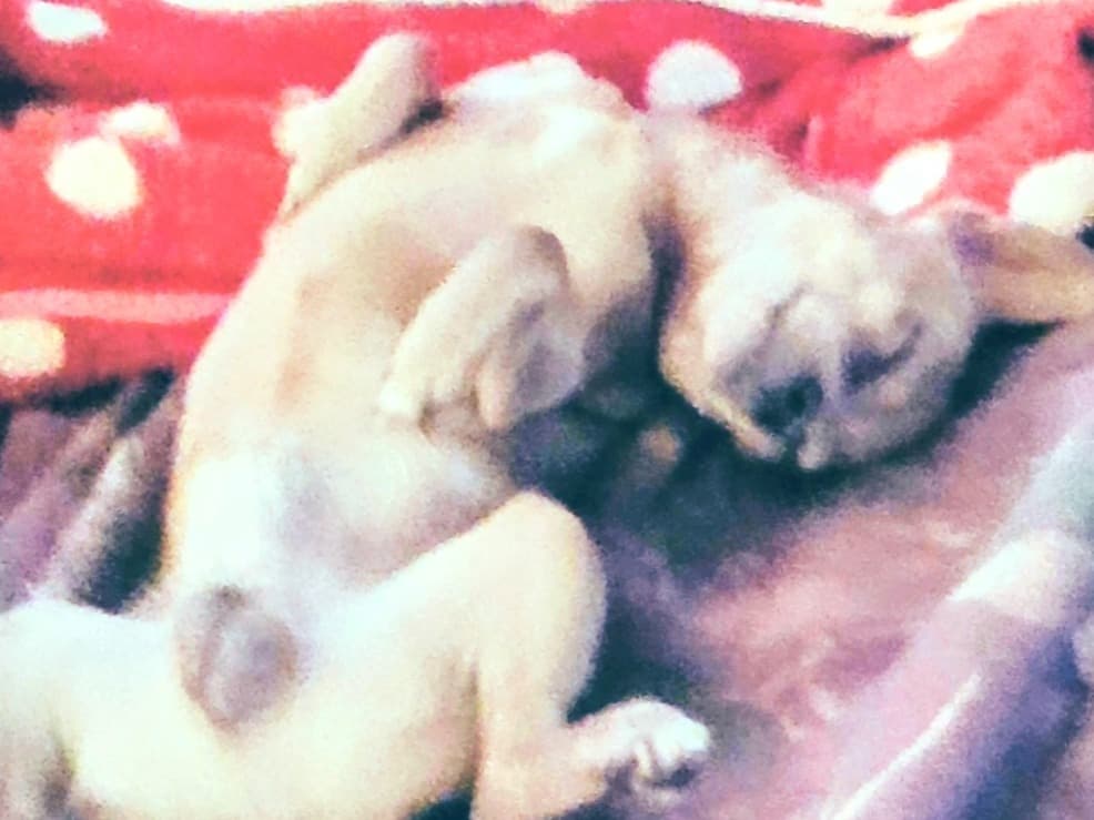 Deerhead chihuahua 2 years old male small named Ottis Marble for breeding in West Monroe, Louisiana | Petmeetly