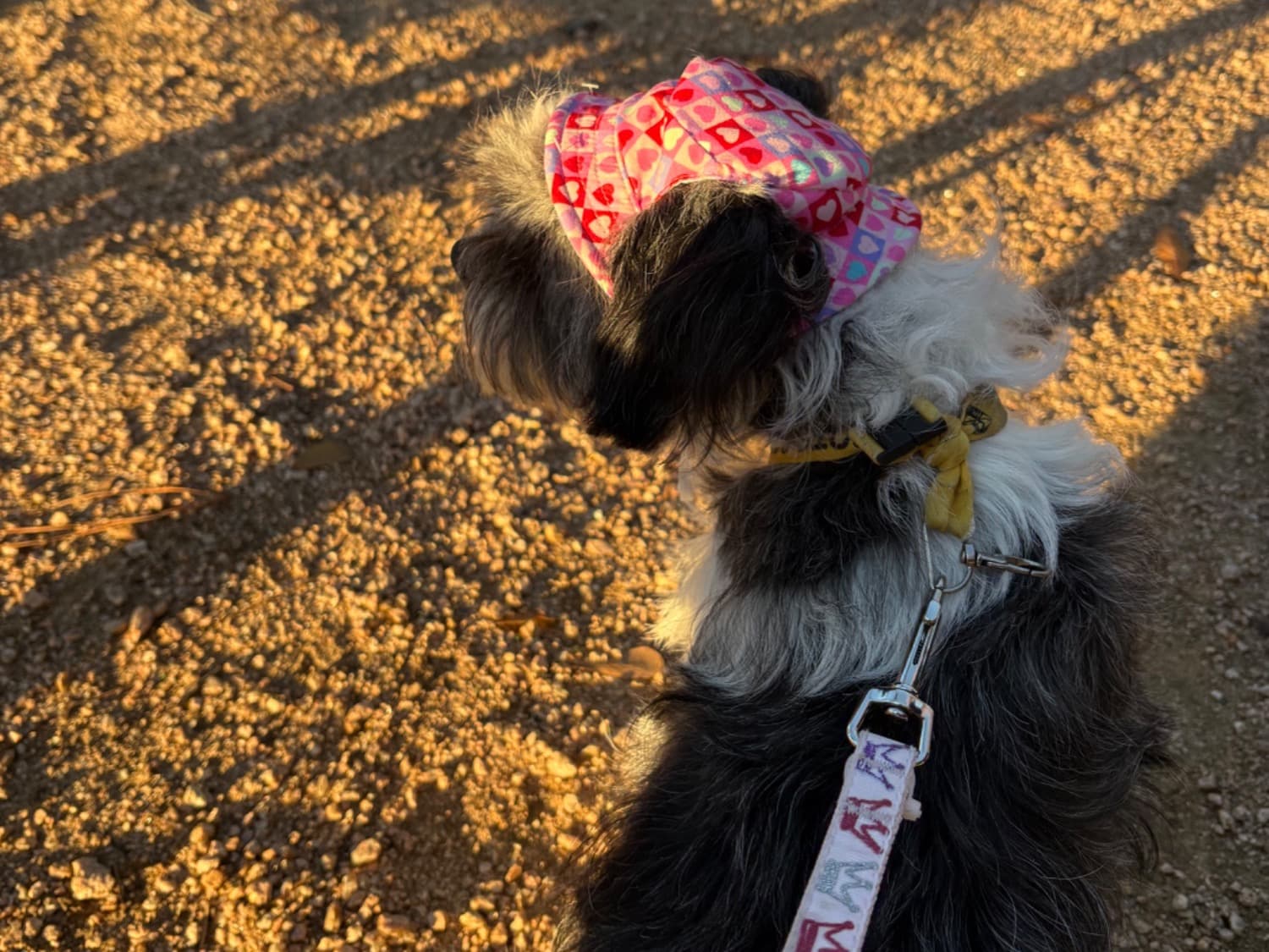 Shih Tzu 5 years old female medium named lizzy for breeding in Spring, Texas | Petmeetly