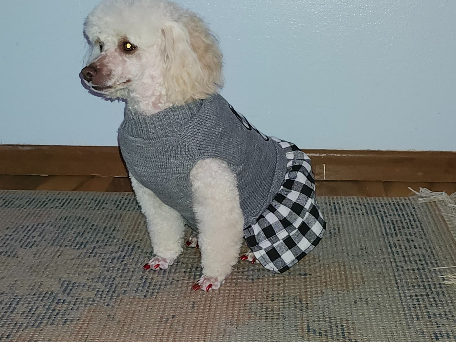 Toy Poodle 4 years 9 months old female small named Brandi for breeding in Chippewa Falls, Wisconsin | Petmeetly