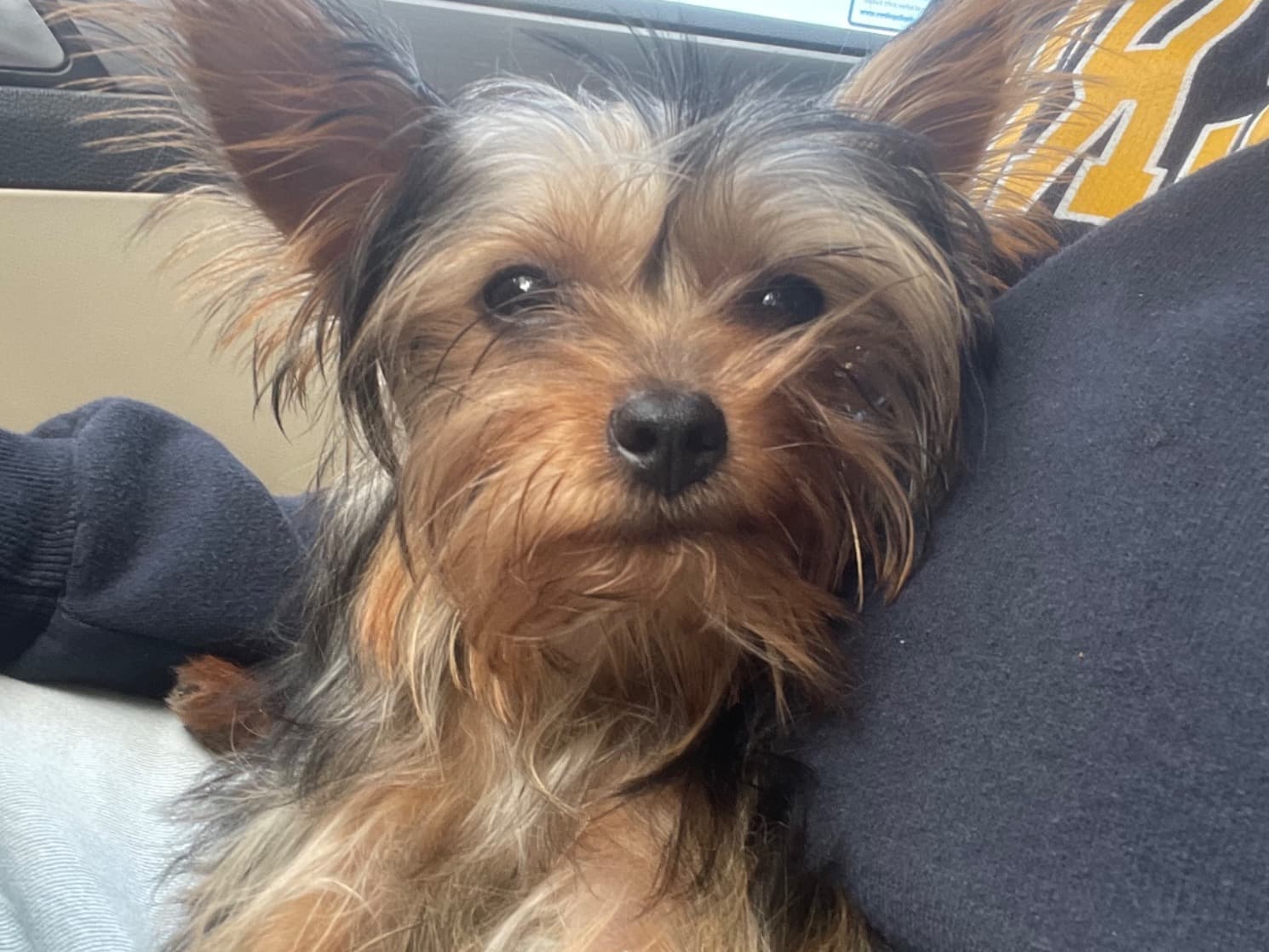 Teacup Yorkshire Terrier 2 years old female small named Channel for breeding in Los Angeles, California | Petmeetly
