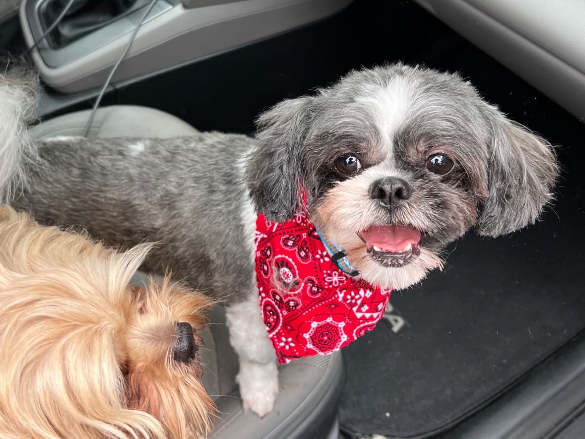 Shih Tzu 5 years old male medium named benji for breeding in Leland, North Carolina | Petmeetly