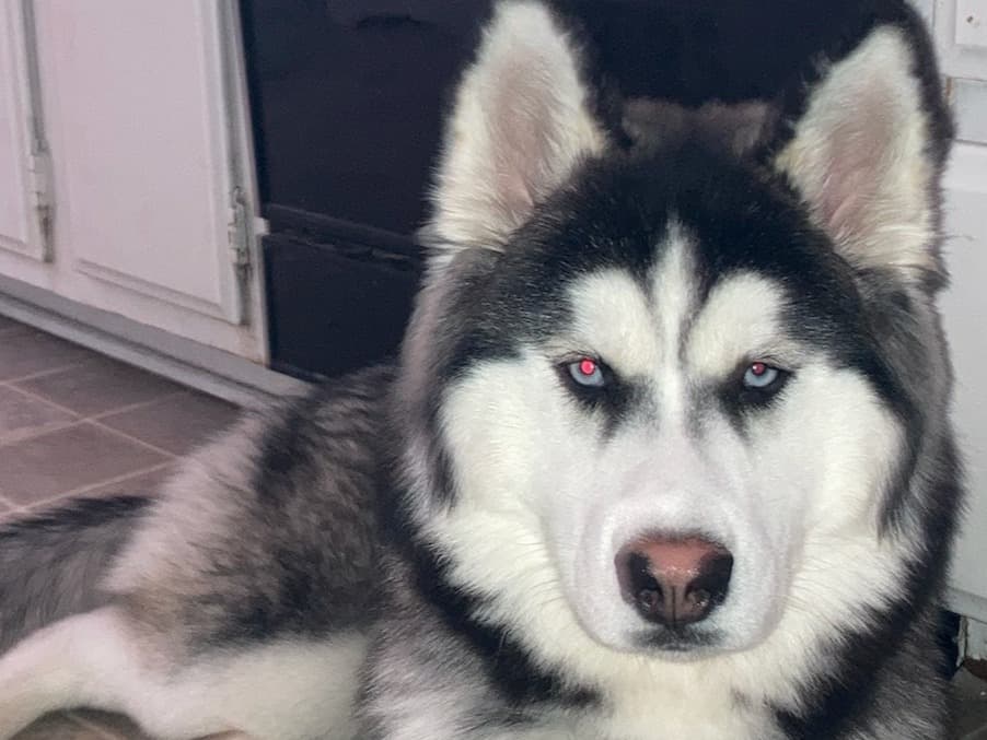 Siberian Husky 4 years old male large named Ghost for breeding in Roanoke, Virginia | Petmeetly