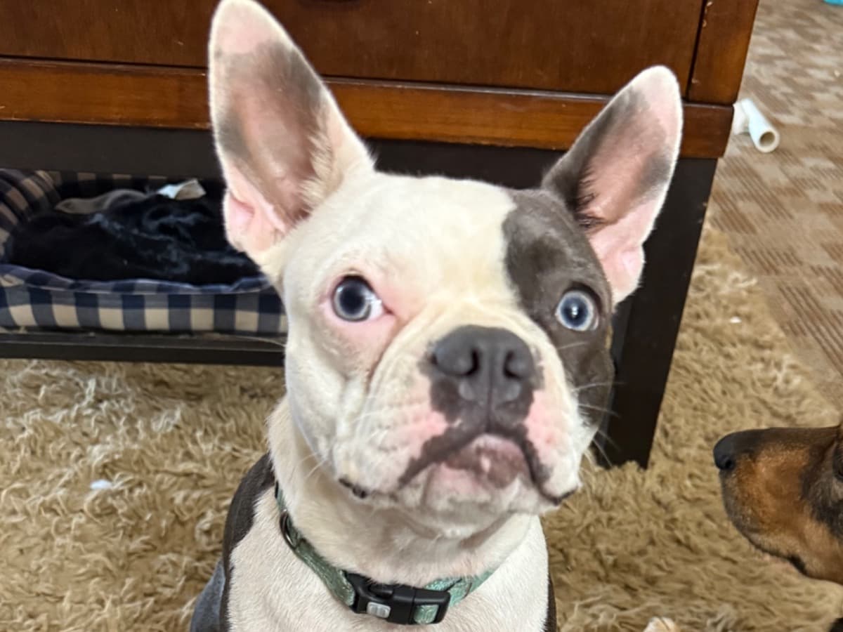 Boston Terrier 2 years old female medium named oakleigh for breeding in Hooks, Texas | Petmeetly