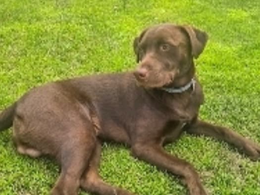 Labrador Retriever 1 year old male medium named happy for breeding in Coeur d'Alene, Idaho | Petmeetly