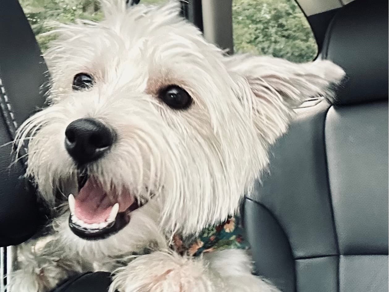 West Highland White Terrier 4 years old female small named Snowy for breeding in Beaufort, South Carolina | Petmeetly