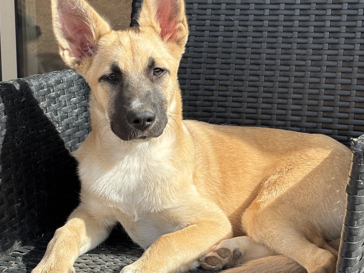 German Shepherd 1 year old female medium named Athena for breeding in San Tan Valley, Arizona | Petmeetly