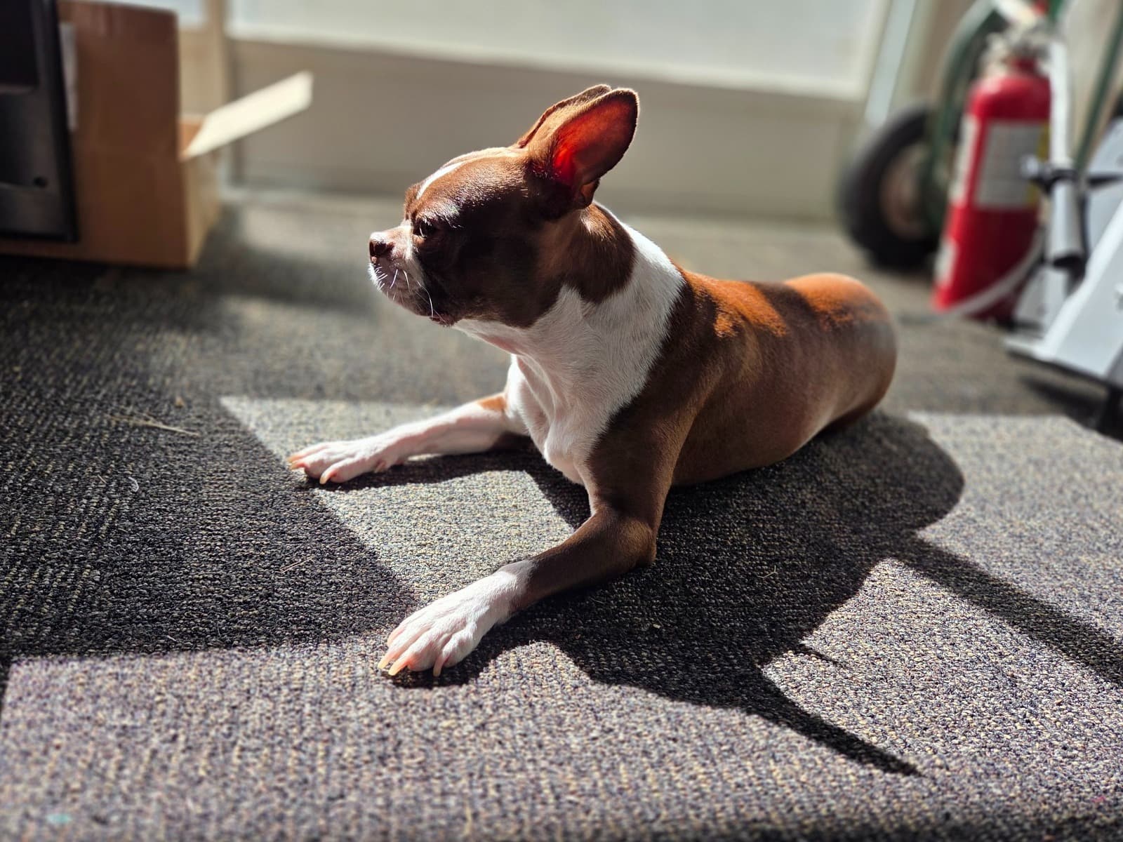 Boston Terrier 5 years old female medium named penny for breeding in Cape Coral, Florida | Petmeetly