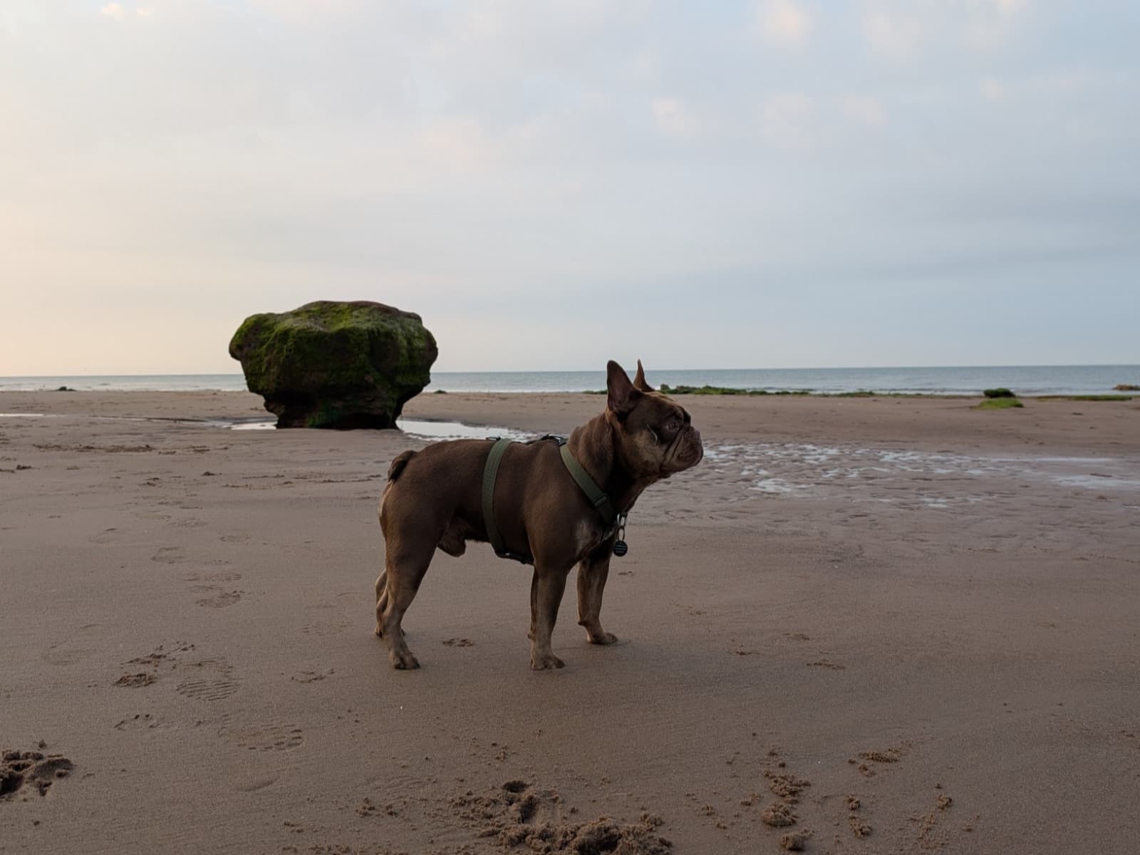 French Bulldog 3 years old male small named chunk for breeding in Exmouth, England | Petmeetly