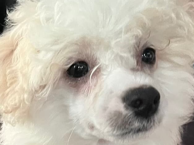 Toy Poodle 2 years old female small named Bella for breeding in Humble, Texas | Petmeetly