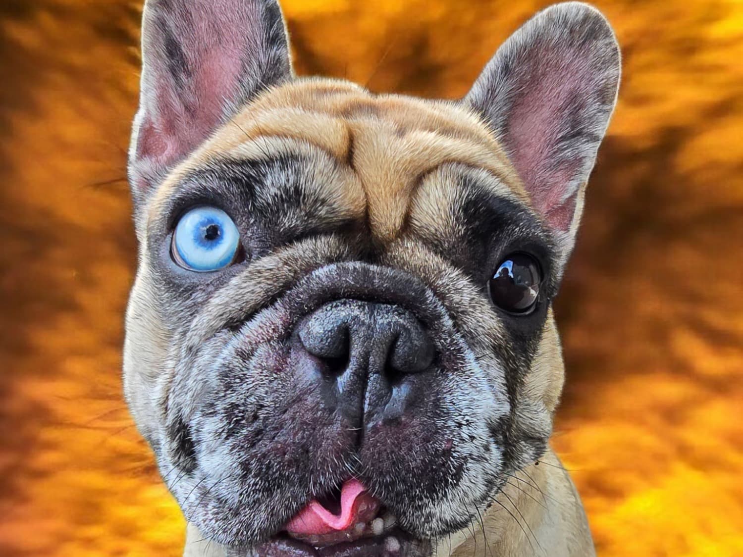French Bulldog 3 years 8 months old female medium named Luna for breeding in Citrus Springs, Florida | Petmeetly
