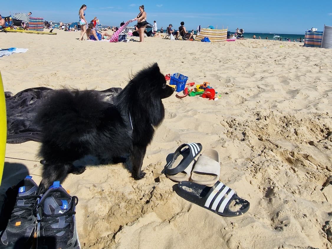 Pomeranian 3 years 7 months old male small named Lemmy for breeding in Great Holm, England | Petmeetly