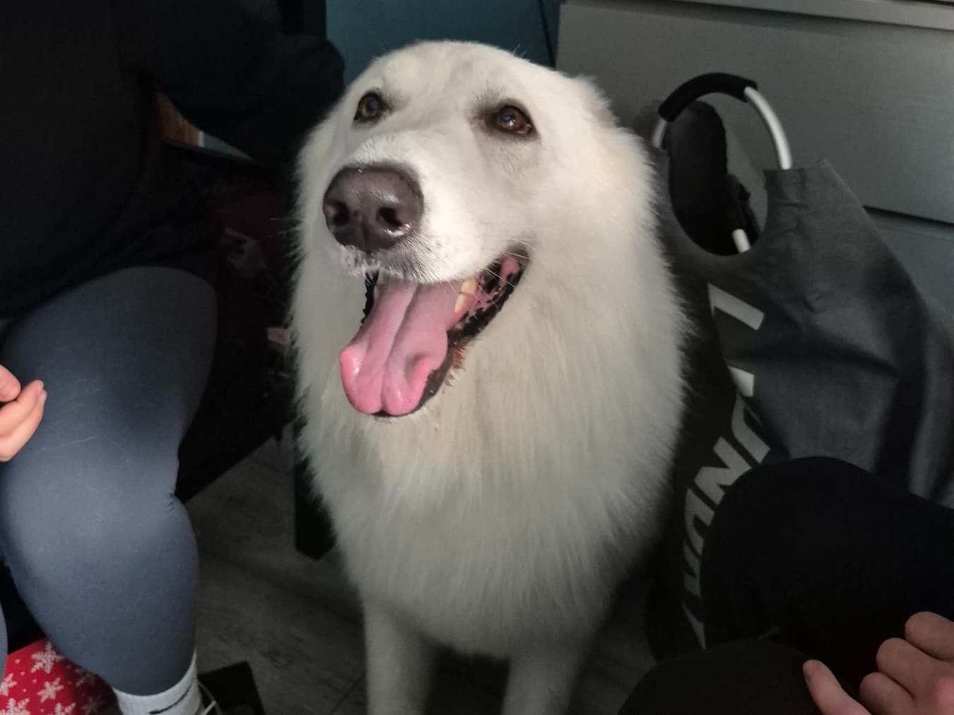 German Shepherd 6 years old male large named Bolt for breeding in Stourbridge, England | Petmeetly