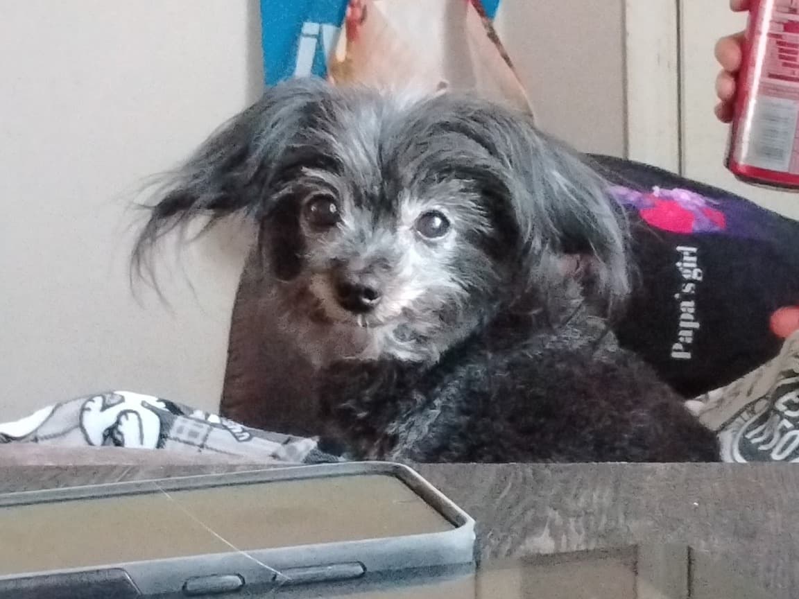 Shih Tzu 12 years old male small named bash for breeding in Fountain, Colorado | Petmeetly