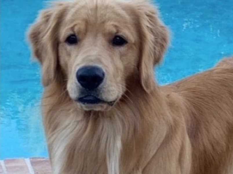 Golden Retriever 7 years old male large named Franklin for breeding in Prosper, Texas | Petmeetly