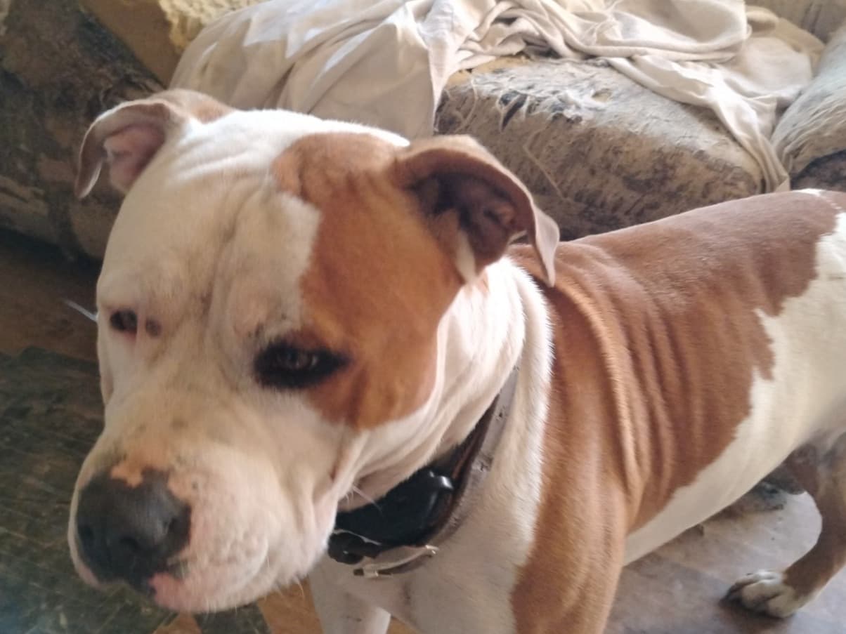 American PitBull Terrier 2 years old male large named kaleb for breeding in O'Kean, Arkansas | Petmeetly