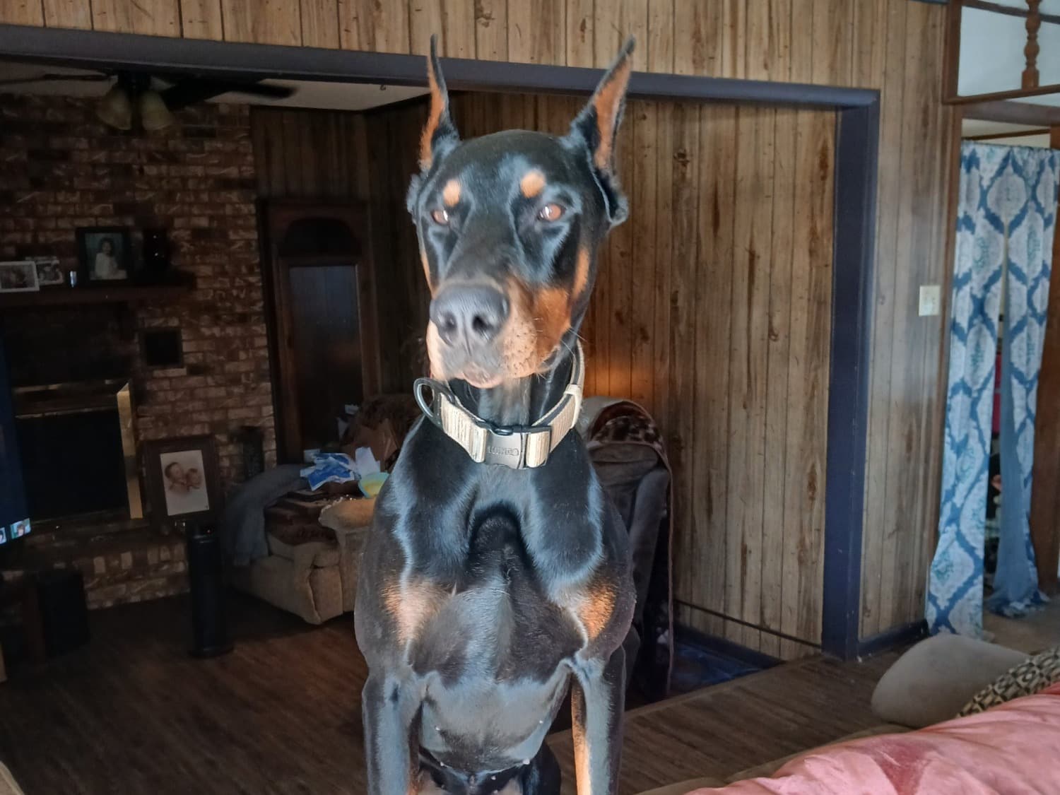 Doberman 2 years old male large named Dexter for breeding in Conway, Arkansas | Petmeetly