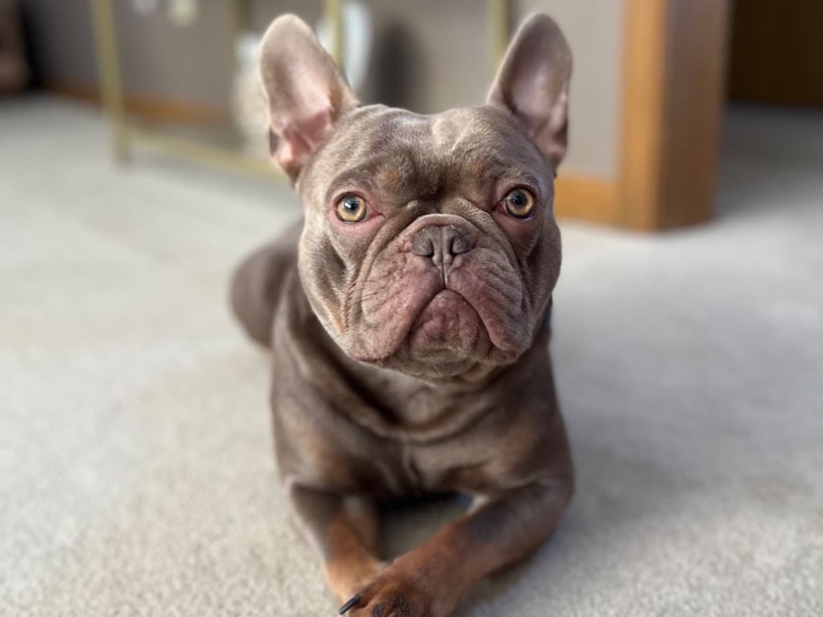 French Bulldog 1 year 6 months old male medium named duncan for breeding in Powell, Ohio | Petmeetly