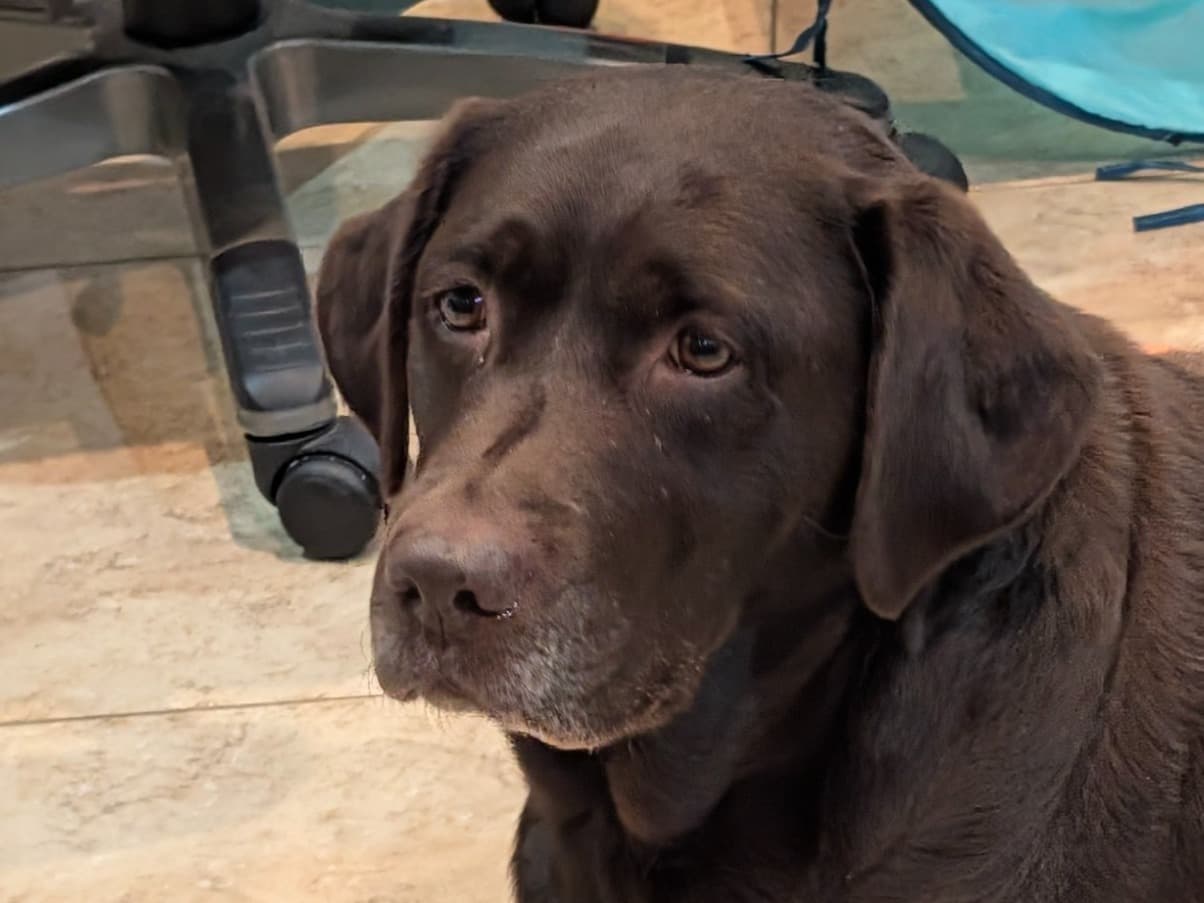 English Labrador Retriever 8 years old female large named Jolene for breeding in San Leon, Texas | Petmeetly