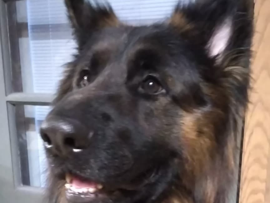 King Shepherd 2 years old male large named Jackie for breeding in Steger, Illinois | Petmeetly