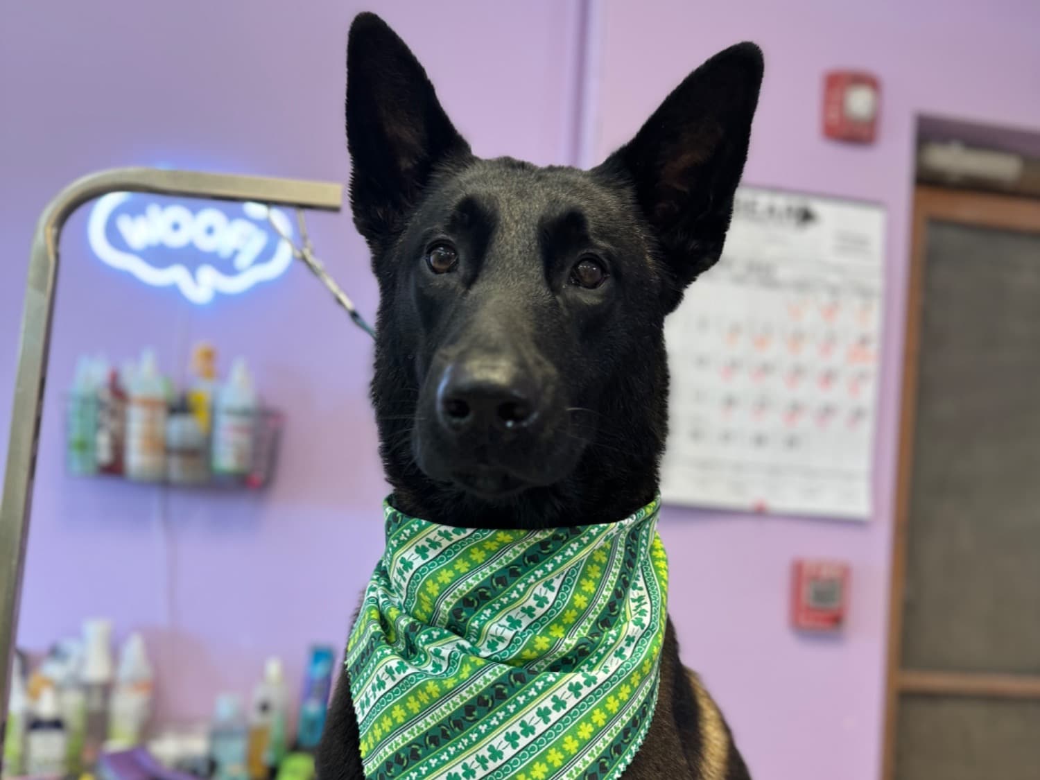 Belgian Malinois 4 years old male large named Max for breeding in Lynwood, Illinois | Petmeetly