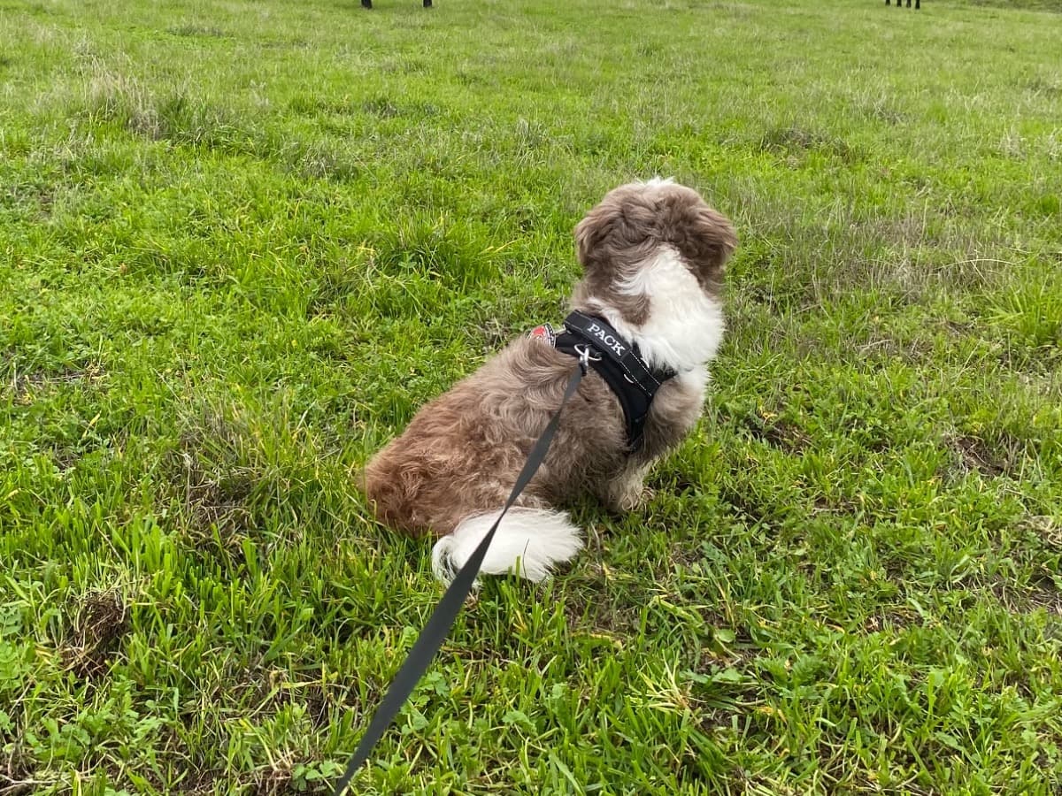 Shih Tzu 4 years old male medium named Jasper for breeding in Union City, California | Petmeetly