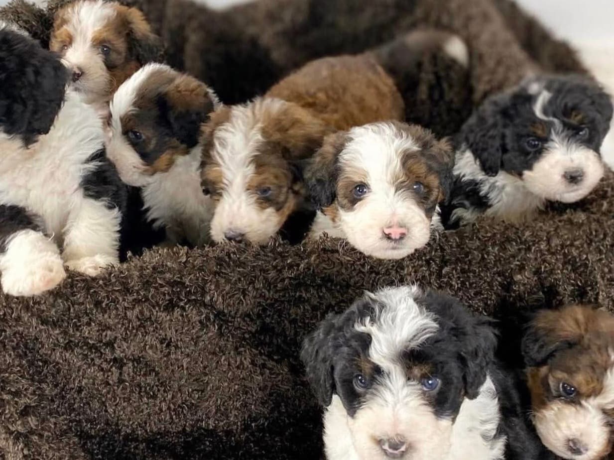 Toy Poodle 1 year old female small named Poodle for breeding in Lamont, California | Petmeetly