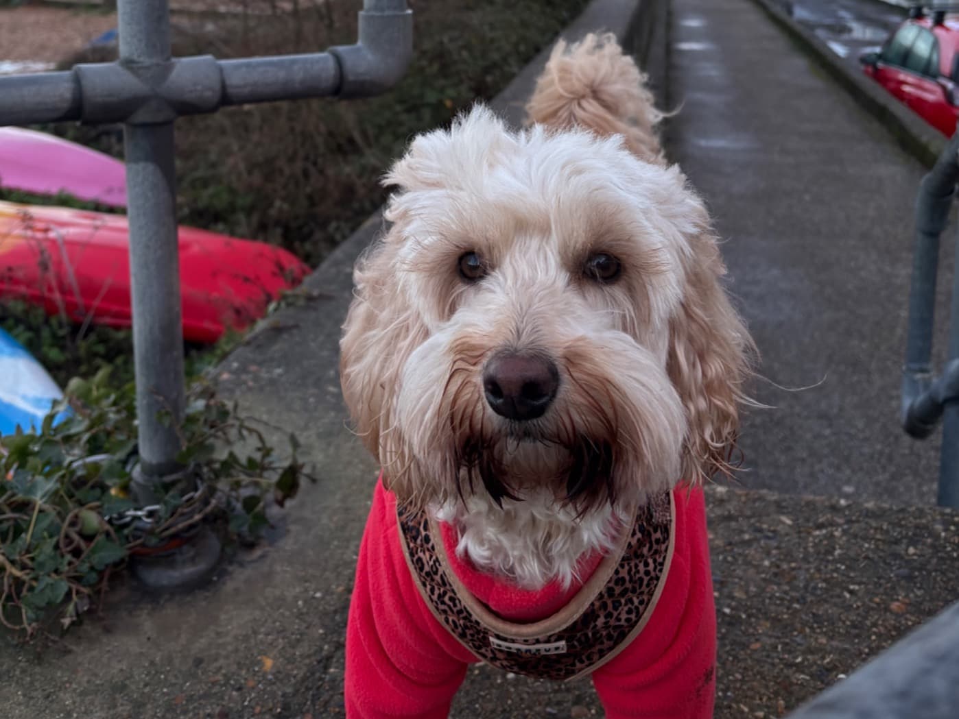 Australian Labrodoodle 4 years 10 months old female small named Arlo for breeding in Whitstable, England | Petmeetly
