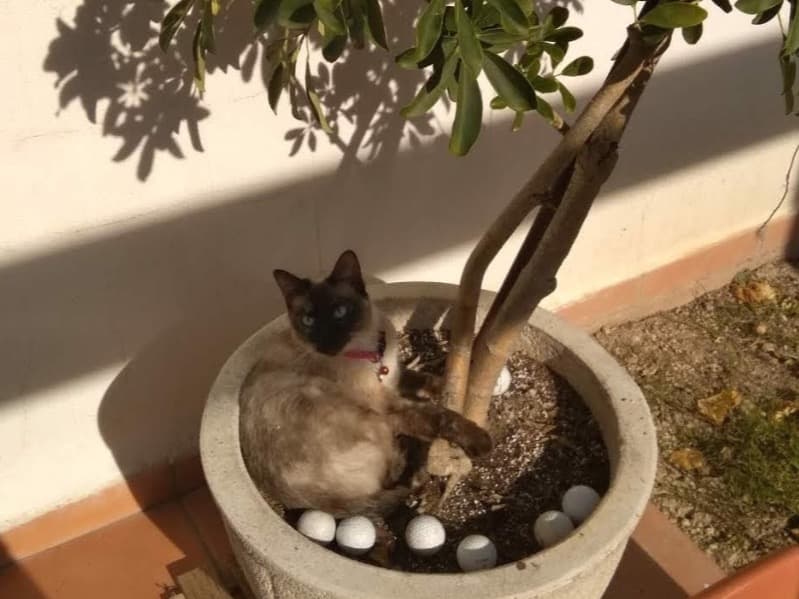 Siamese 8 years old female named Minu for breeding in Épinay-sous-Sénart, Île-de-France | Petmeetly