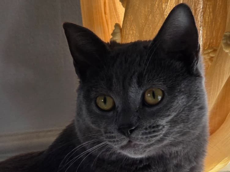 Russian Blue 2 years old male named misty for breeding in Calne, England | Petmeetly
