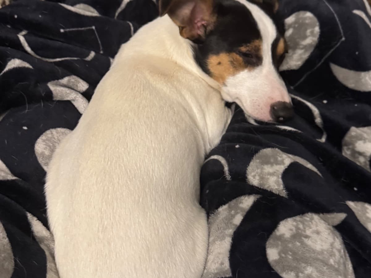 Jack Russell Terrier 1 year old female small named snickers for breeding in Easton, Maryland | Petmeetly