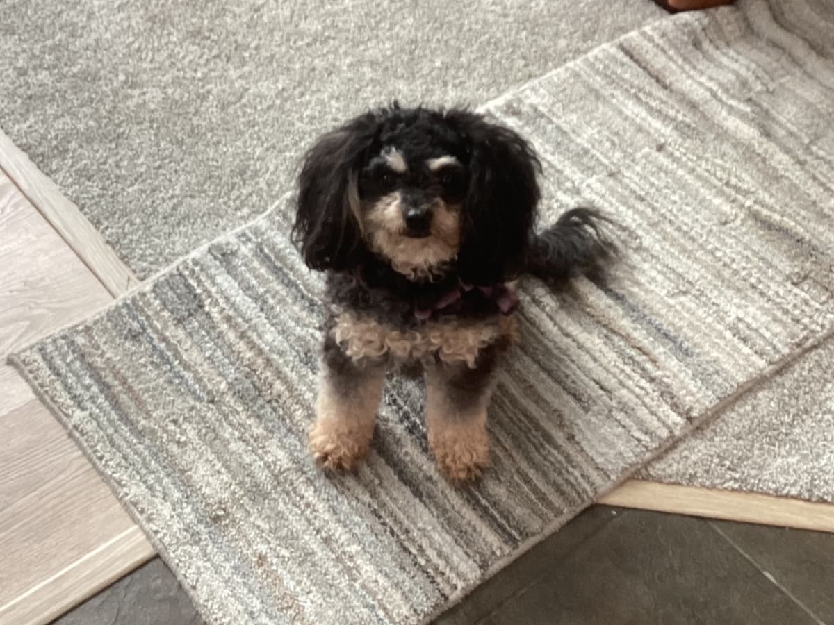 Cavalier King Charles Spaniel 3 years old female small named Ellie for breeding in Anchorage, Alaska | Petmeetly