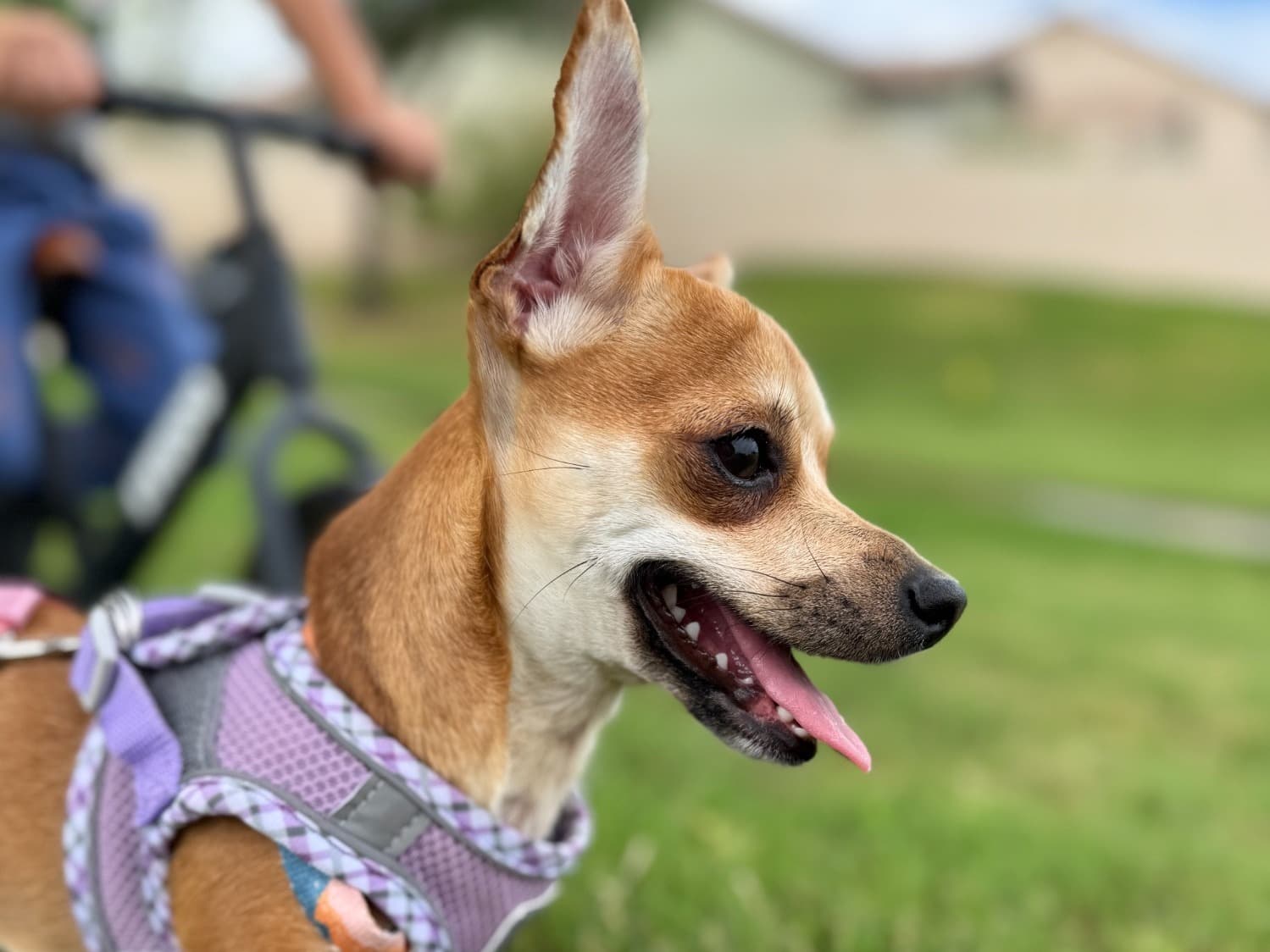 Chihuahua 2 years old female small named Mitzy for breeding in Phoenix, Arizona | Petmeetly