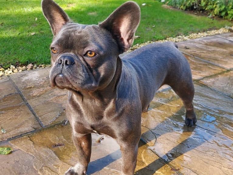 French Bulldog 3 years 1 month old male large named Winston for breeding in Wheatley, England | Petmeetly
