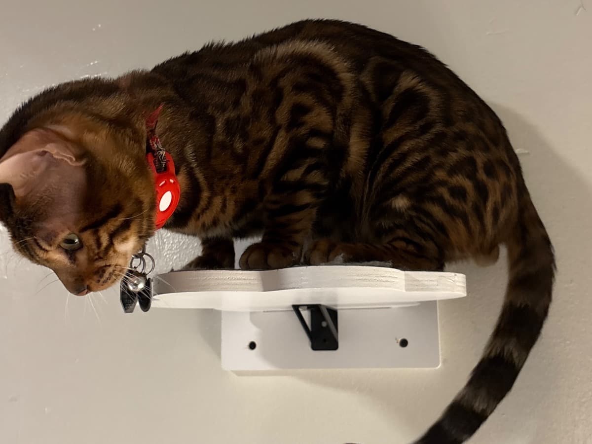 Bengal 1 year old male named Stanley for breeding in Cincinnati, Ohio | Petmeetly