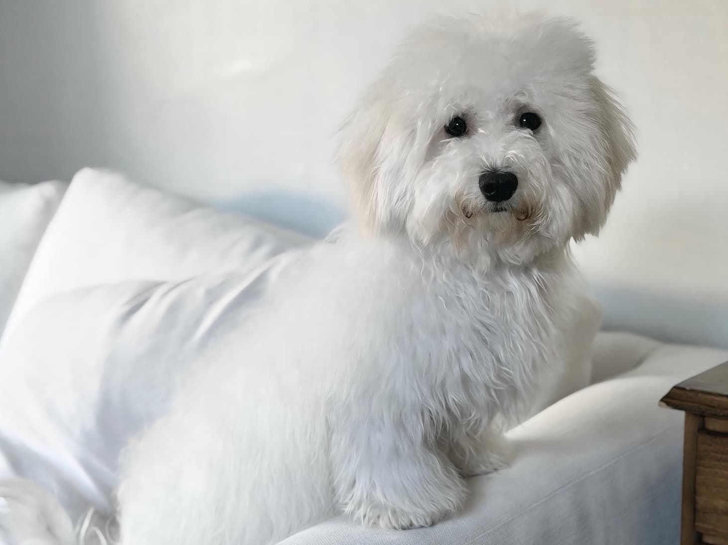 Bichon Frise 1 year old female small named snowy for breeding in New Haven, Connecticut | Petmeetly