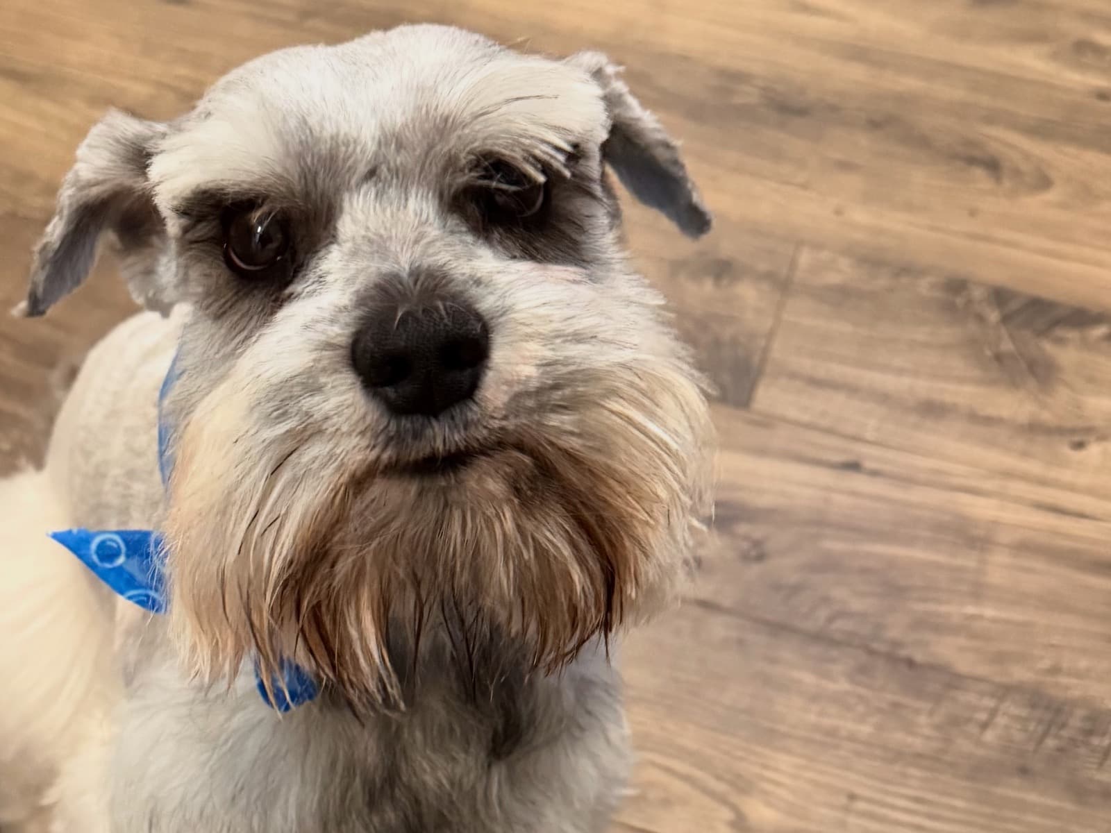 Miniature Schnauzer 3 years old male small named JuJu for breeding in Atlanta, Georgia | Petmeetly