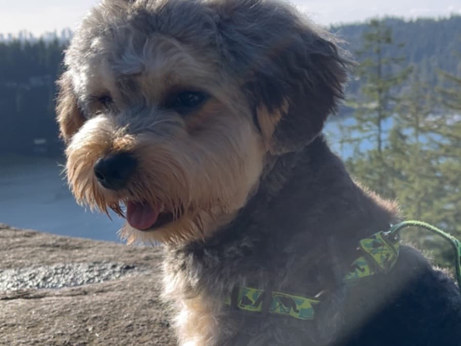 Yorkipoo 1 year old male medium named Bigge for breeding in Langley Township, British Columbia | Petmeetly
