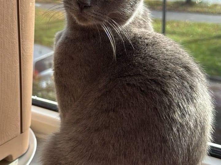 British Shorthair 9 years old female named milo for breeding in Leiden, South Holland | Petmeetly