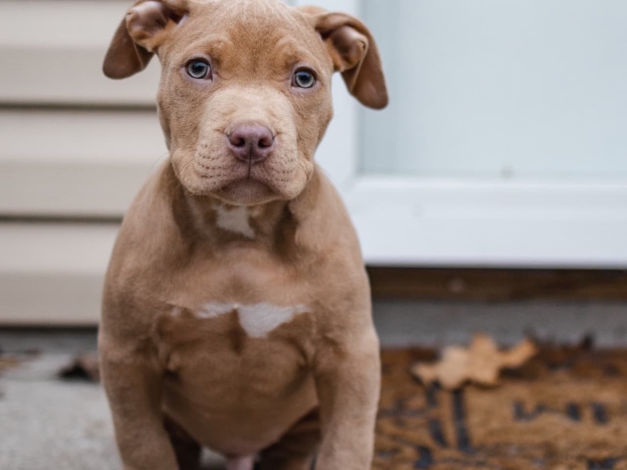 American PitBull Terrier 1 year 1 month old male medium named max for breeding in Nashville, Tennessee | Petmeetly