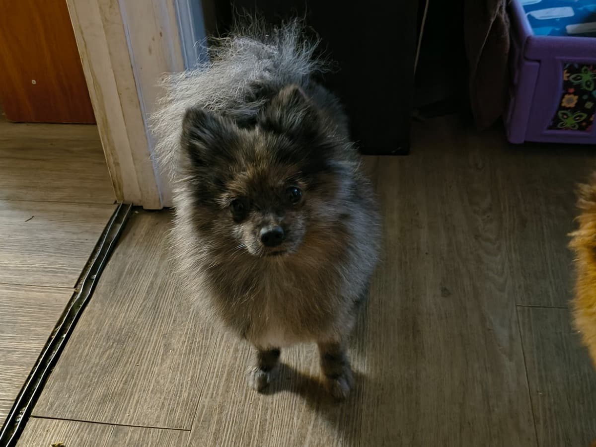 Pomeranian 2 years 4 months old female small named Suma for breeding in Clarksville, Tennessee | Petmeetly