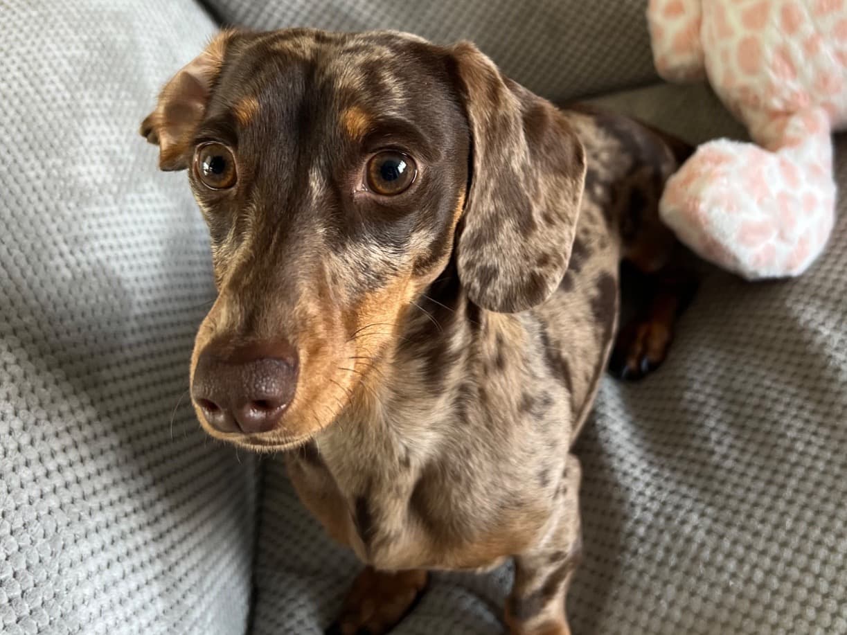 Miniature Dachshund 2 years old male small named Pablo for breeding in Ferryhill, England | Petmeetly