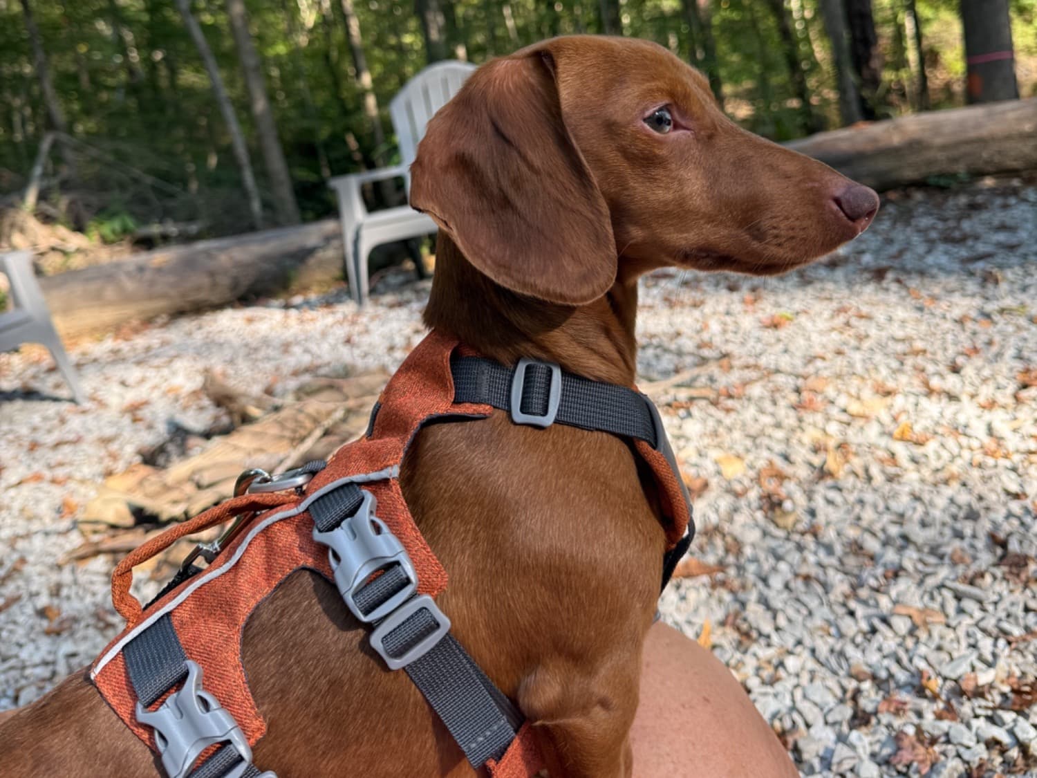 Miniature Dachshund 2 years 2 months old male small named Jax for breeding in Nicholasville, Kentucky | Petmeetly