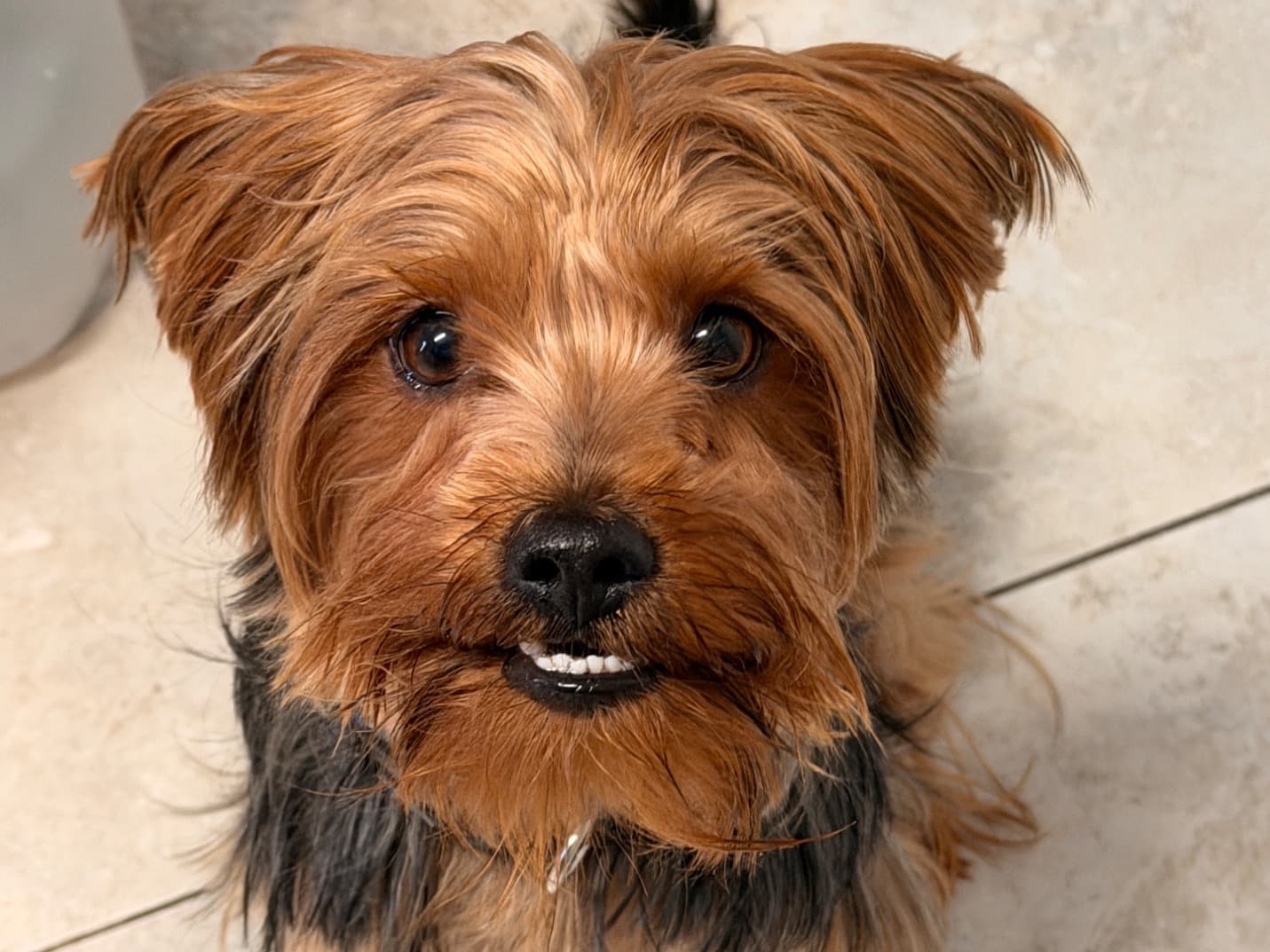 Morkie 2 years old male small named Prince for breeding in Lakeland, Florida | Petmeetly