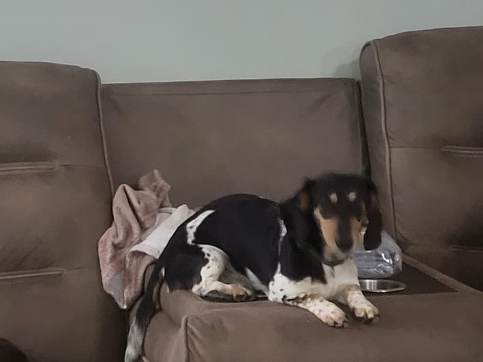 Miniature Dachshund 6 years 6 months old male small named King Henry for breeding in Sanford, Florida | Petmeetly