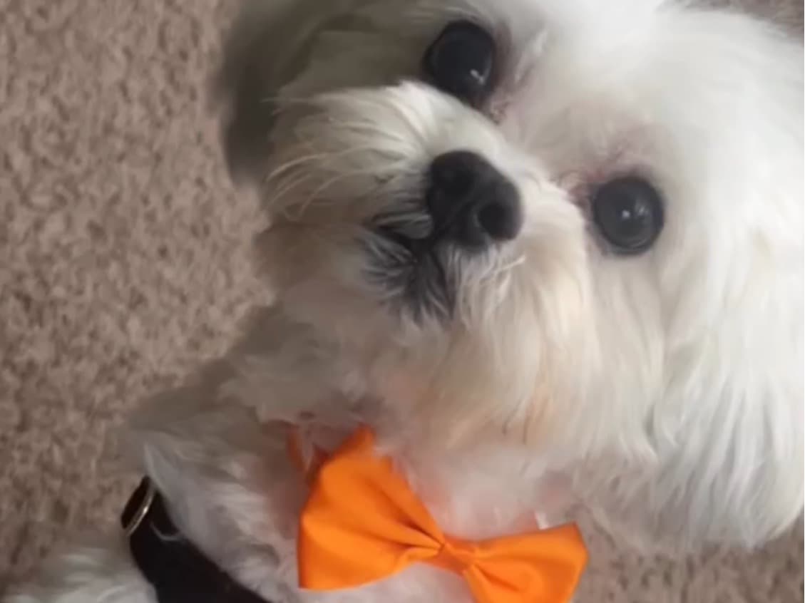 Maltese Shih Tzu 5 years old male small named Simba for breeding in Brandon, Florida | Petmeetly