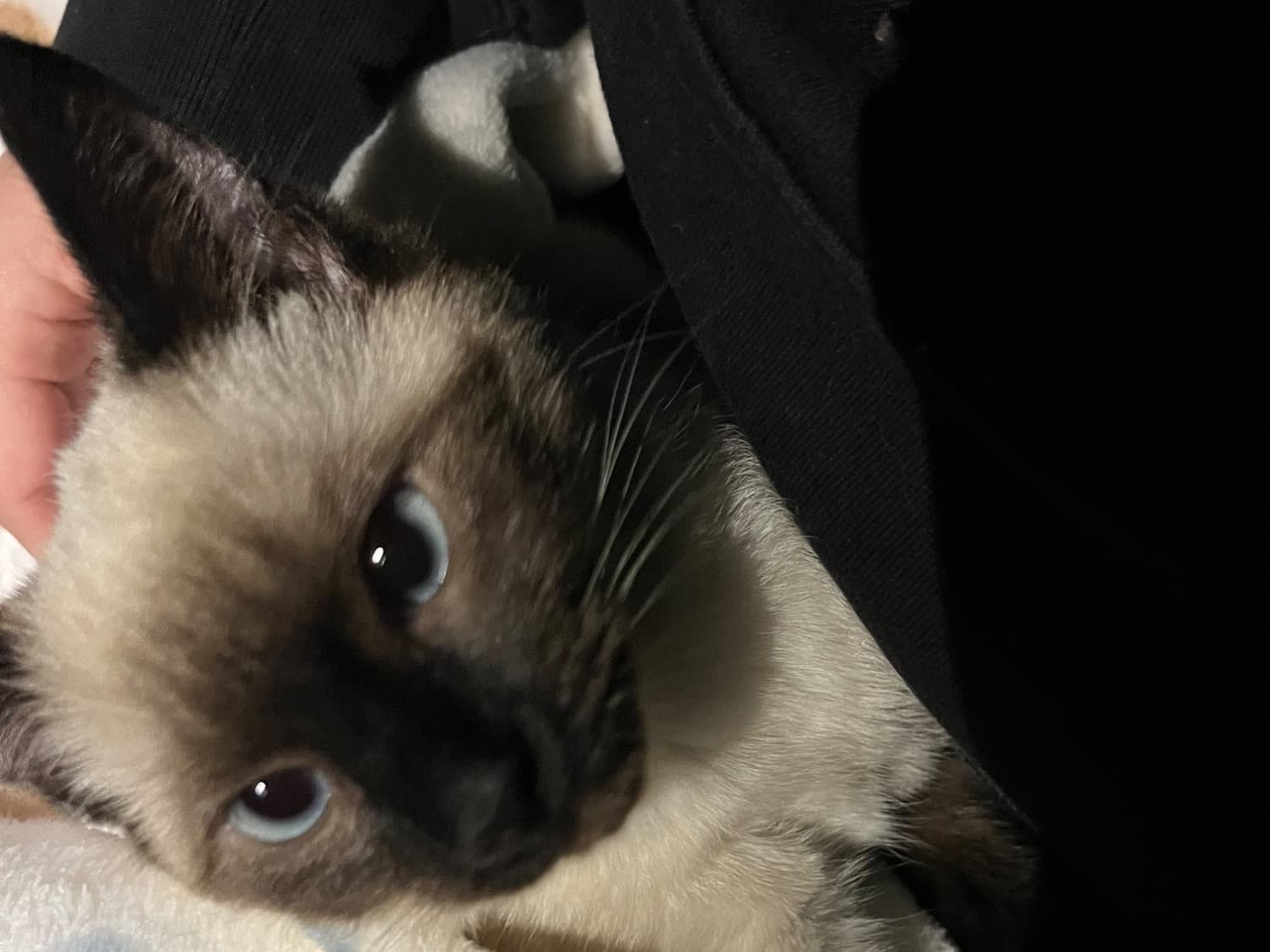 Siamese 1 year 6 months old female named miso for breeding in Norwalk, California | Petmeetly