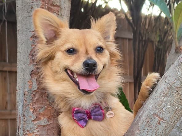 Chihuahua 2 years 7 months old female small named Eevee for breeding in Citrus Heights, California | Petmeetly