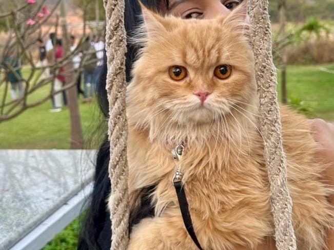 Persian 1 year 2 months old male named Miffy for breeding in Hyderabad, Telangana | Petmeetly